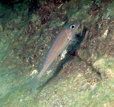 Asprotilapia leptura 'Cape Kachese'